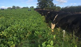 Hampshire: Grazing fodder beet for cattle & integrating it into a mixed farming system